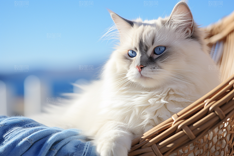布偶猫长毛猫清新摄影图
