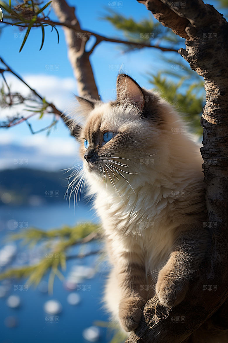 布偶猫长毛猫高清摄影图