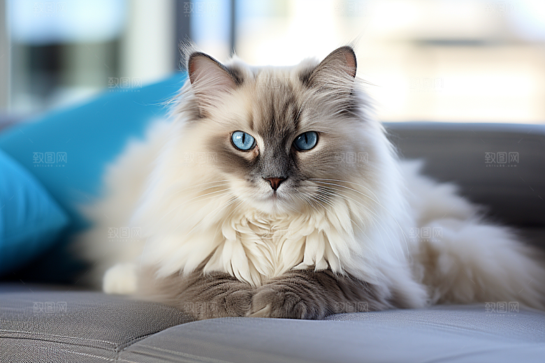 布偶猫养宠自然摄影图