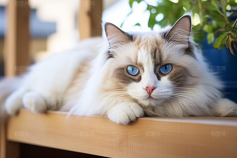 布偶猫长毛猫宠物摄影图
