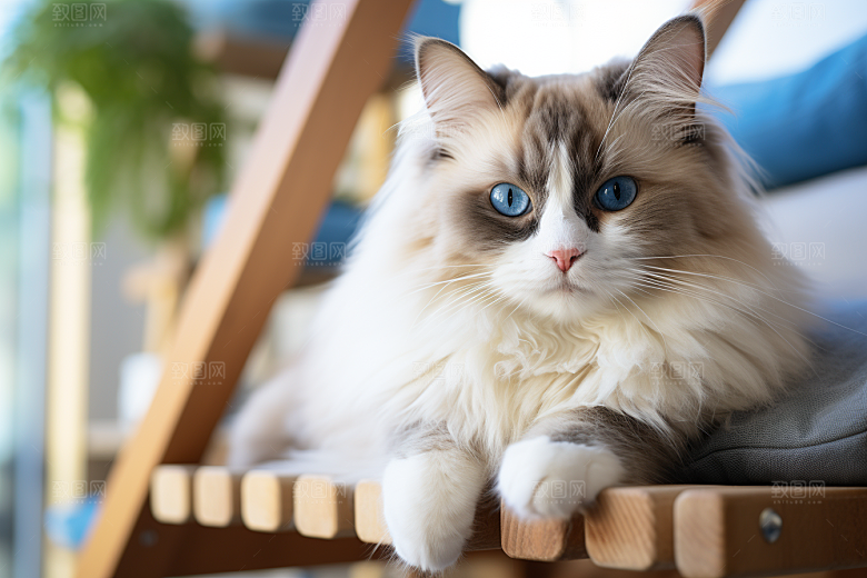 布偶猫仙女猫可爱摄影图