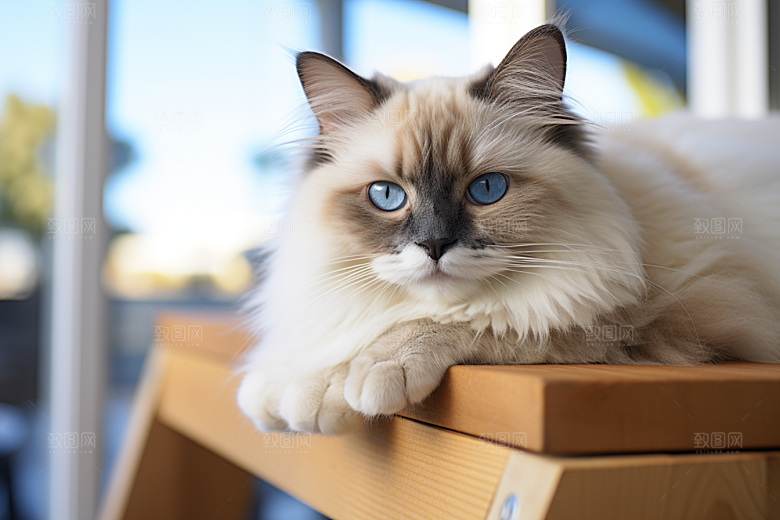 布偶猫可爱自然摄影图