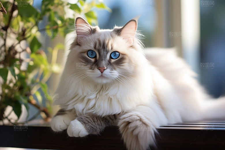 布偶猫生活自然摄影图
