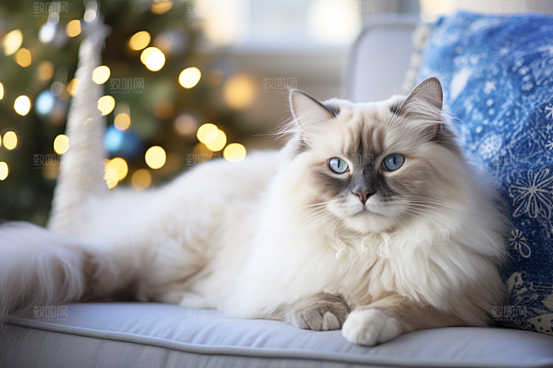 布偶猫仙女猫养宠摄影图