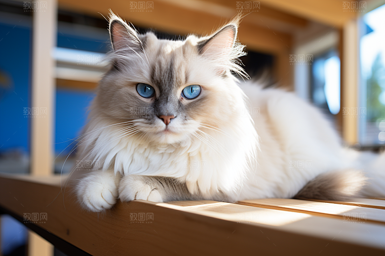 布偶猫生活宠物摄影图