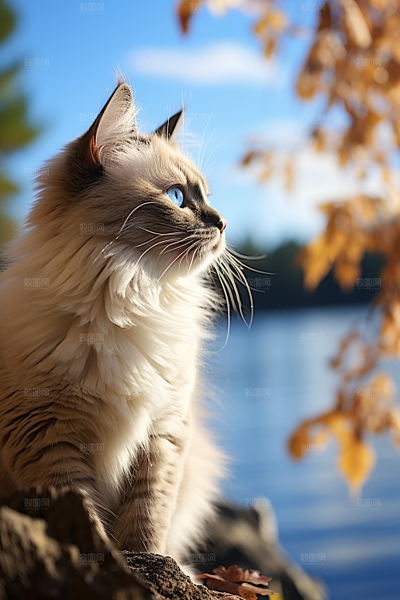 布偶猫长毛猫清新摄影图