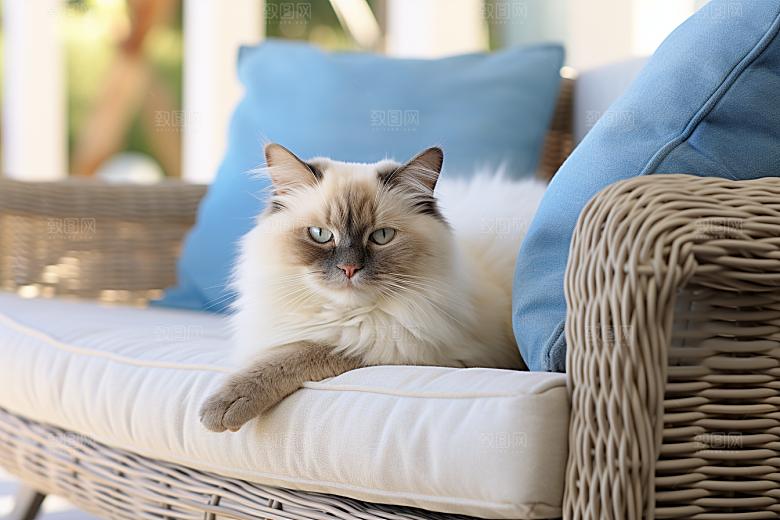 布偶猫长毛猫家居摄影图
