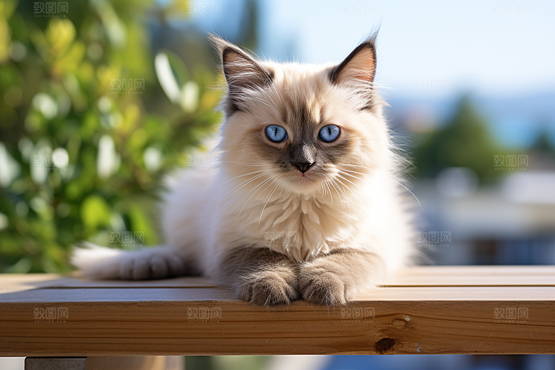 布偶猫长毛猫宠物摄影图
