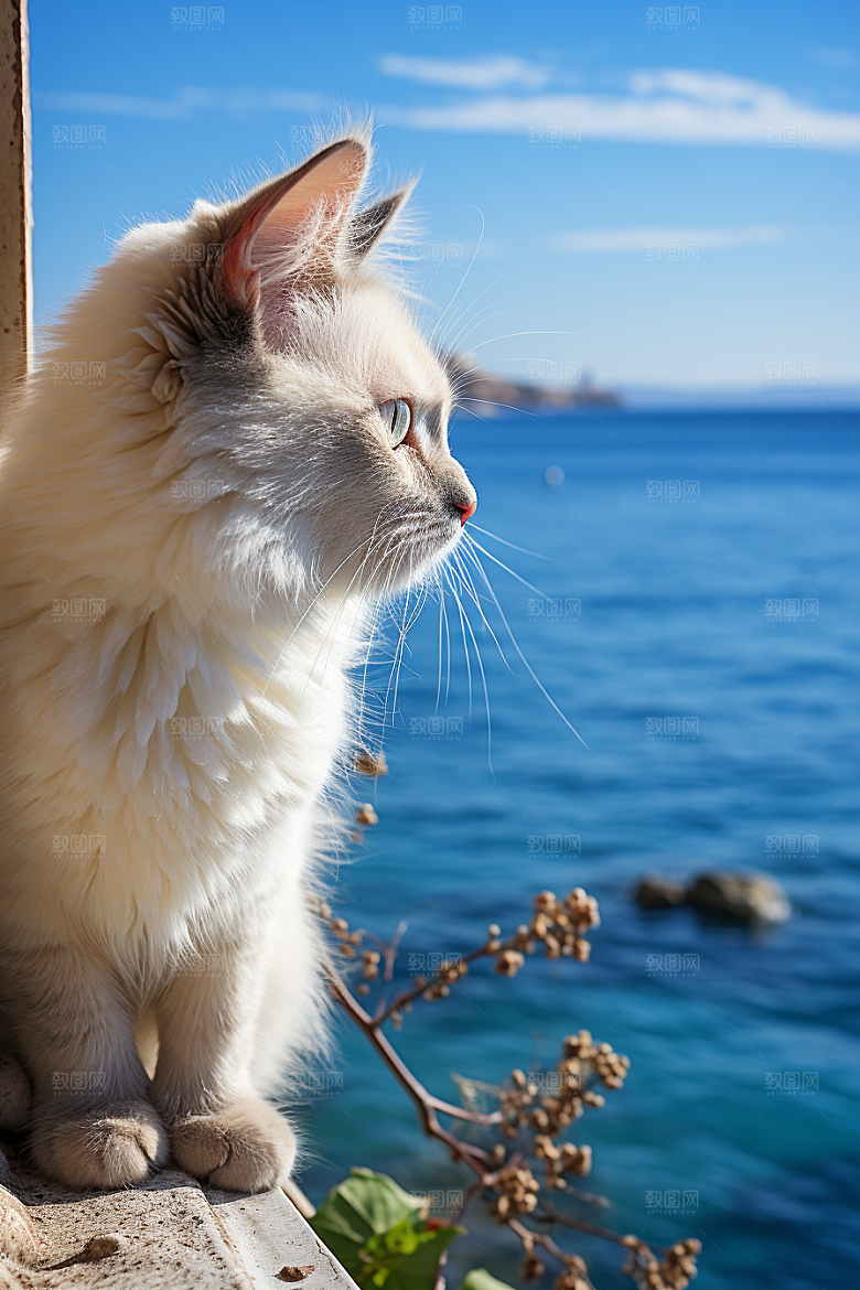 布偶猫宠物生活摄影图