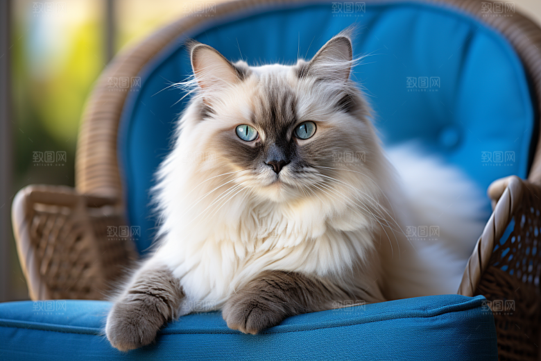 布偶猫长毛猫仙女猫摄影图