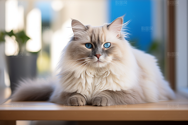 布偶猫家居长毛猫摄影图