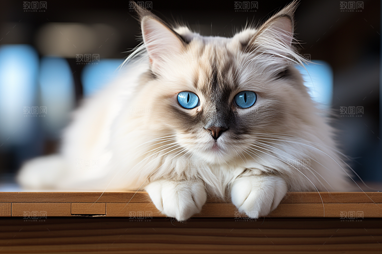 布偶猫养宠仙女猫摄影图