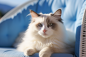 布偶猫仙女猫宠物摄影图