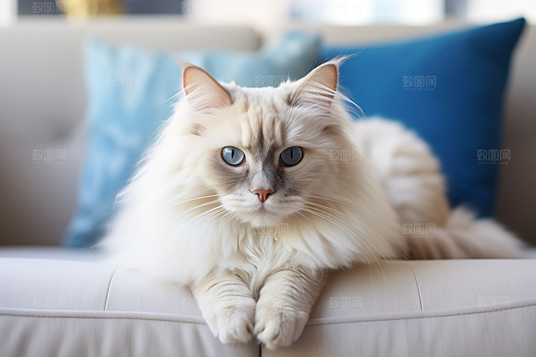 布偶猫长毛猫家居摄影图