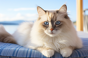 布偶猫可爱生活摄影图