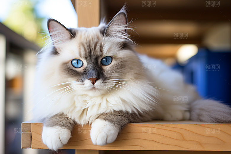 布偶猫家居自然摄影图