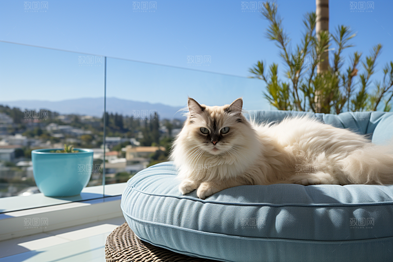 布偶猫自然可爱摄影图