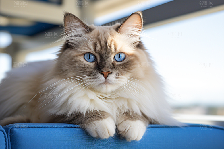 布偶猫宠物仙女猫摄影图
