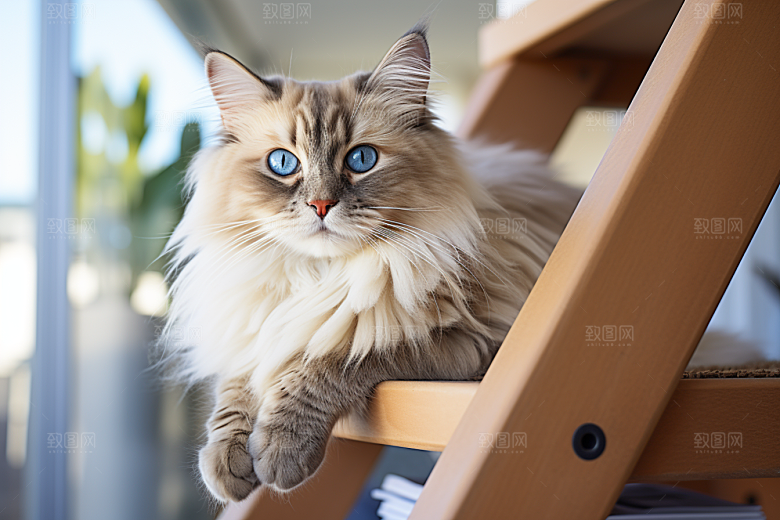 布偶猫自然高清摄影图