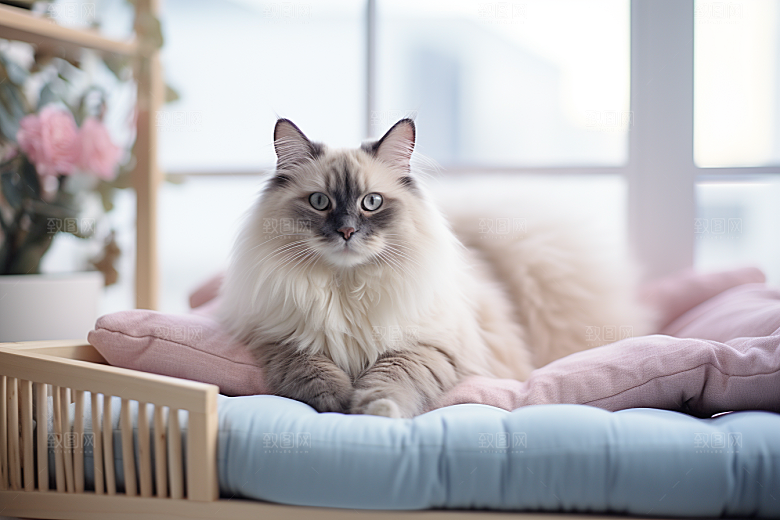布偶猫长毛猫可爱摄影图