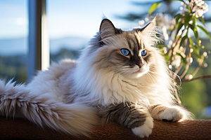 布偶猫清新长毛猫摄影图