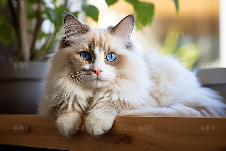 布偶猫高清生活摄影图