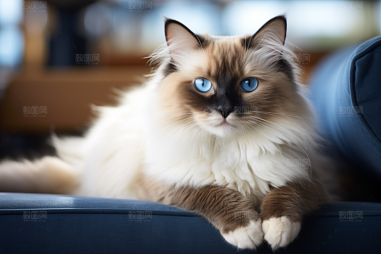 布偶猫自然高清摄影图
