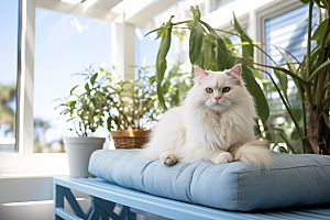 布偶猫长毛猫高清摄影图
