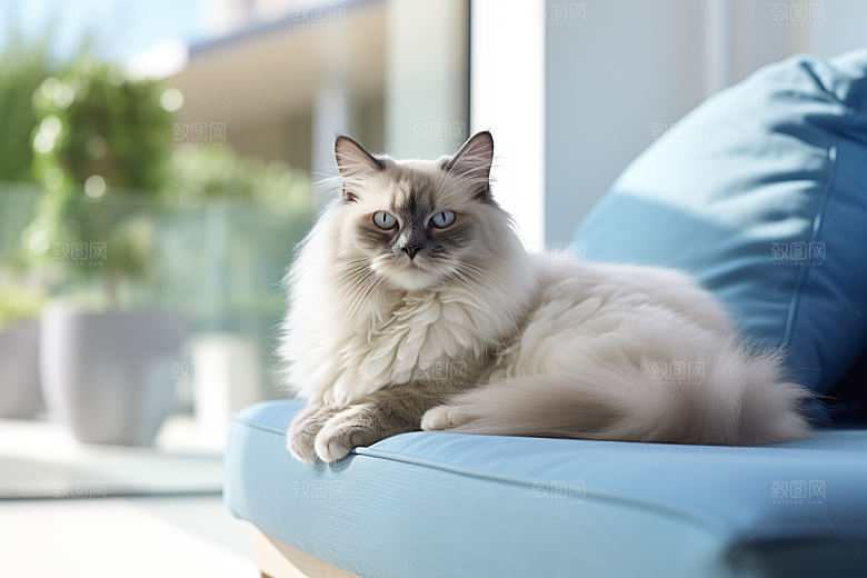 布偶猫自然长毛猫摄影图