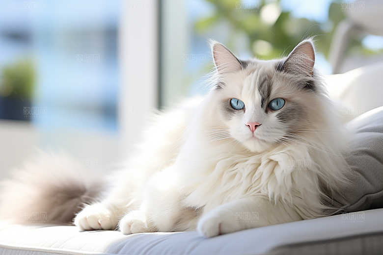 布偶猫清新可爱摄影图