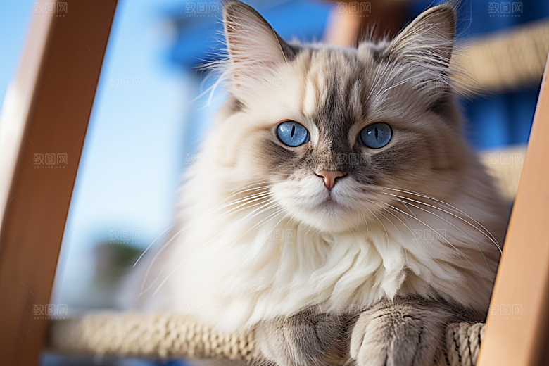 布偶猫仙女猫可爱摄影图