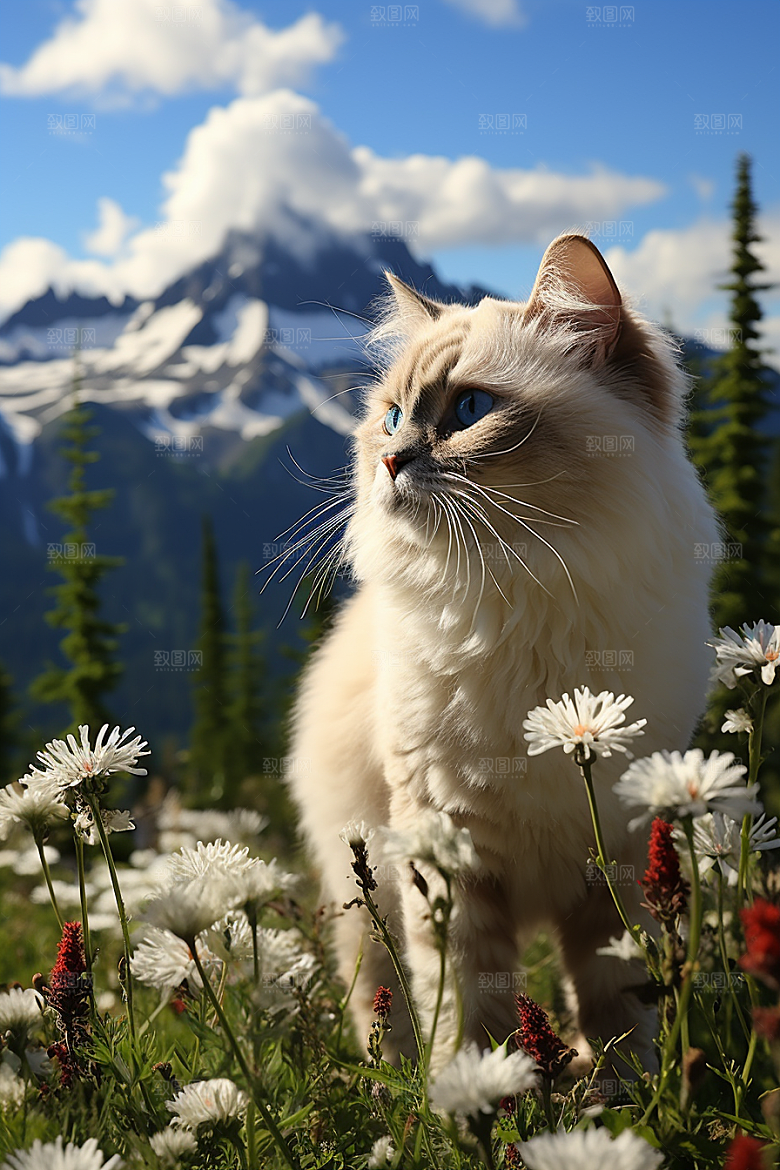 布偶猫仙女猫可爱摄影图