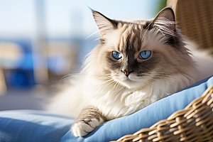 布偶猫生活宠物摄影图