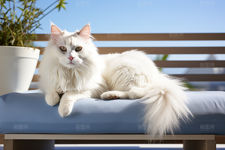 布偶猫仙女猫宠物摄影图