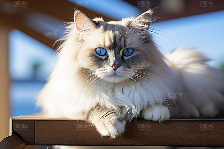 布偶猫仙女猫宠物摄影图