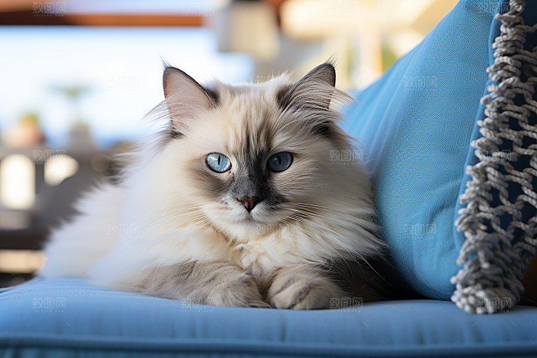 布偶猫可爱仙女猫摄影图
