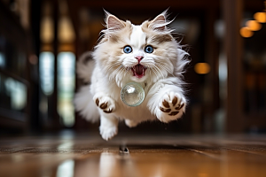 布偶猫高清可爱摄影图