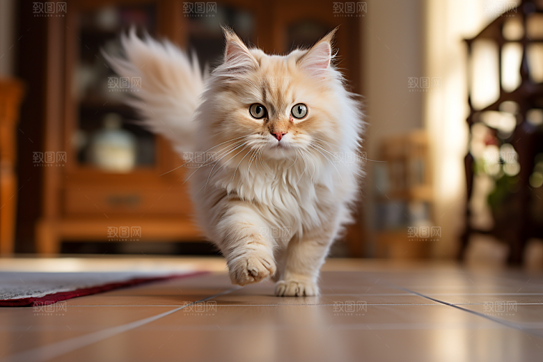 布偶猫家居生活摄影图