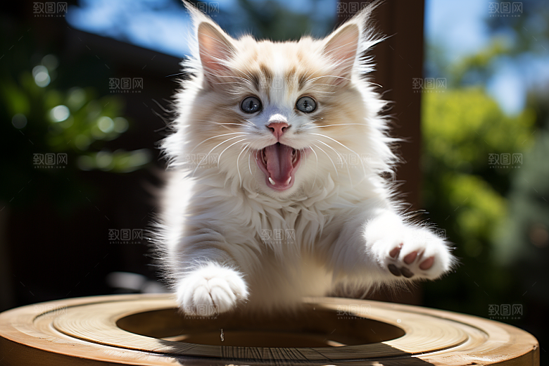 布偶猫清新宠物摄影图