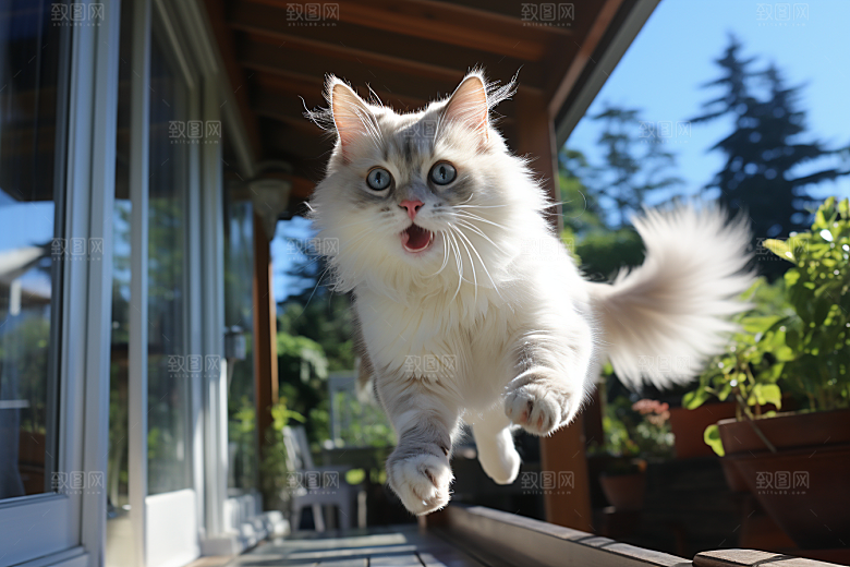 布偶猫宠物长毛猫摄影图