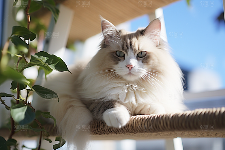 布偶猫可爱长毛猫摄影图