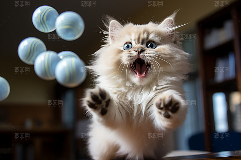 布偶猫家居生活摄影图