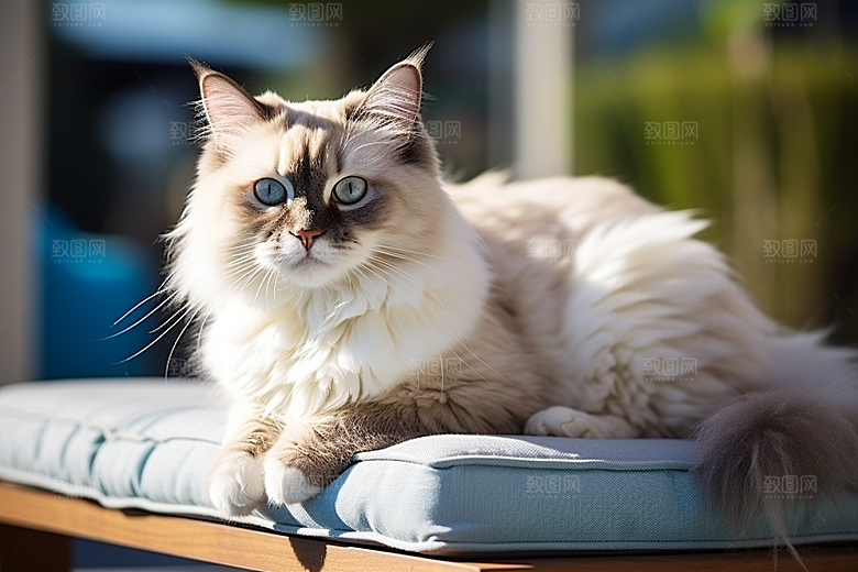 布偶猫家居宠物摄影图