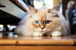 布偶猫生活宠物摄影图