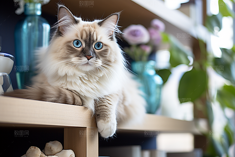 布偶猫长毛猫自然摄影图