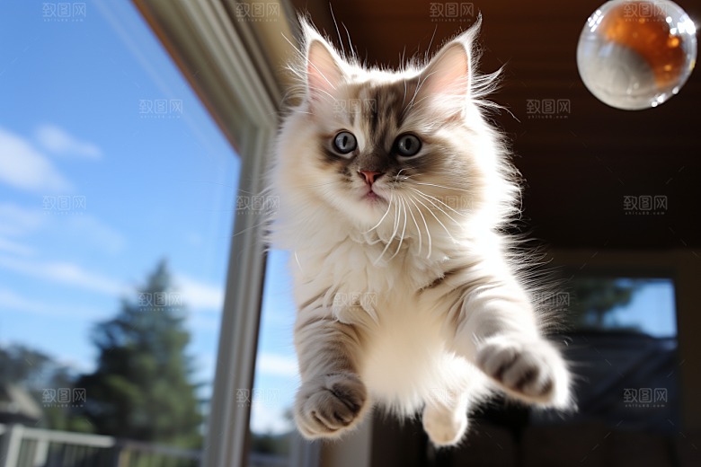布偶猫家居生活摄影图