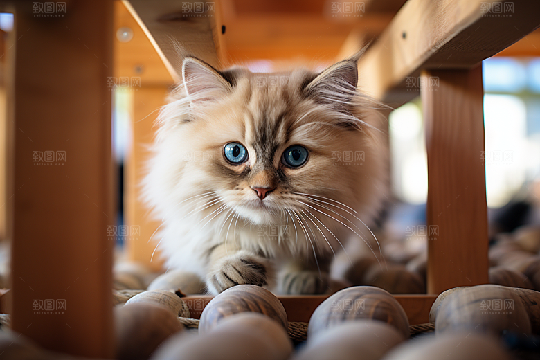 布偶猫自然仙女猫摄影图