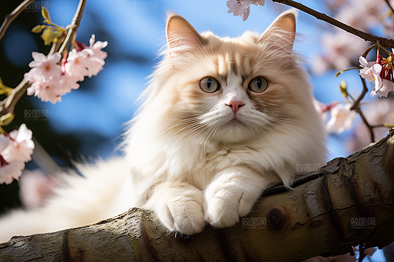 布偶猫仙女猫长毛猫摄影图