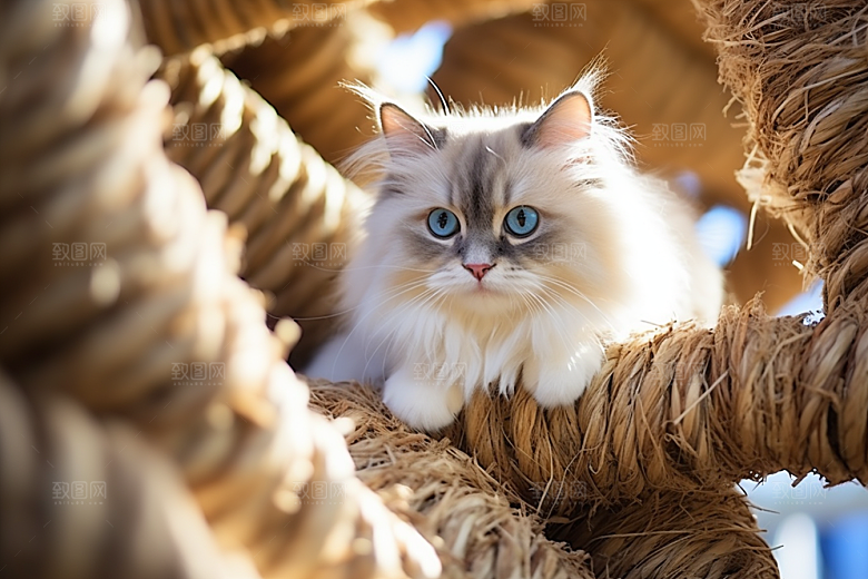 布偶猫养宠宠物摄影图