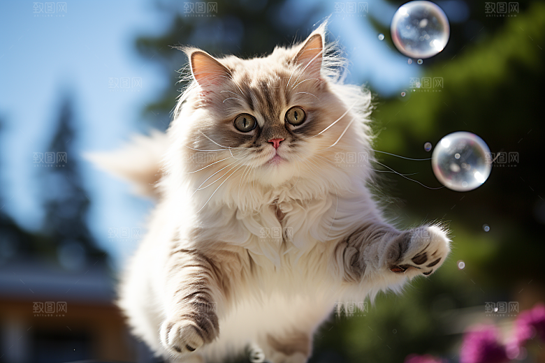 布偶猫高清生活摄影图